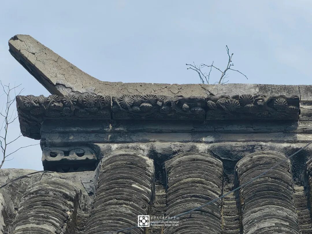 010·清水脊蝎子尾正面照.jpeg